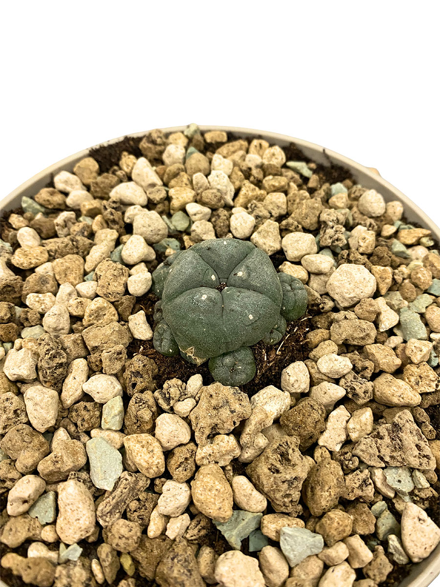 Baby Peyote Kaktus Lophophora Williamsii