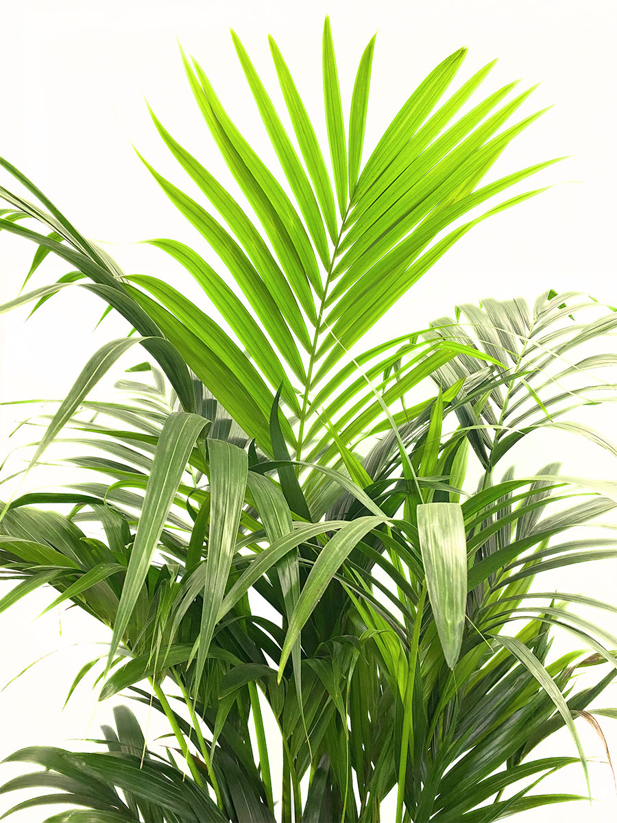 Dypsis Areca Goldfruchtpalme XXL