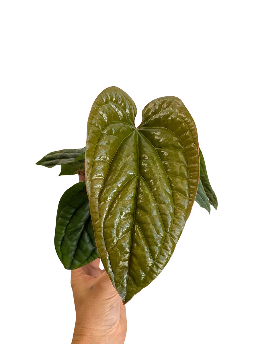 Anthurium Luxurians x Radicans - Ø12 cm