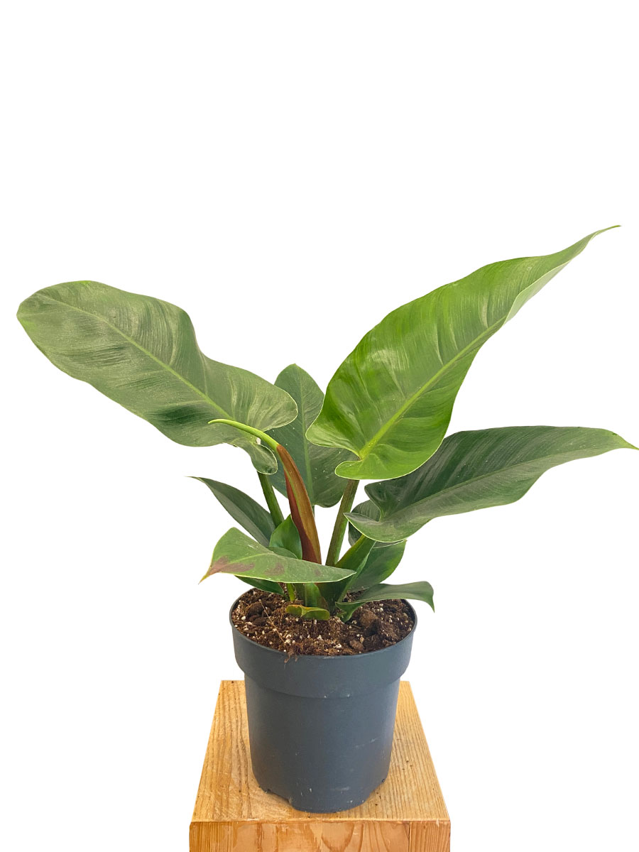 Philodendron Imperial Green