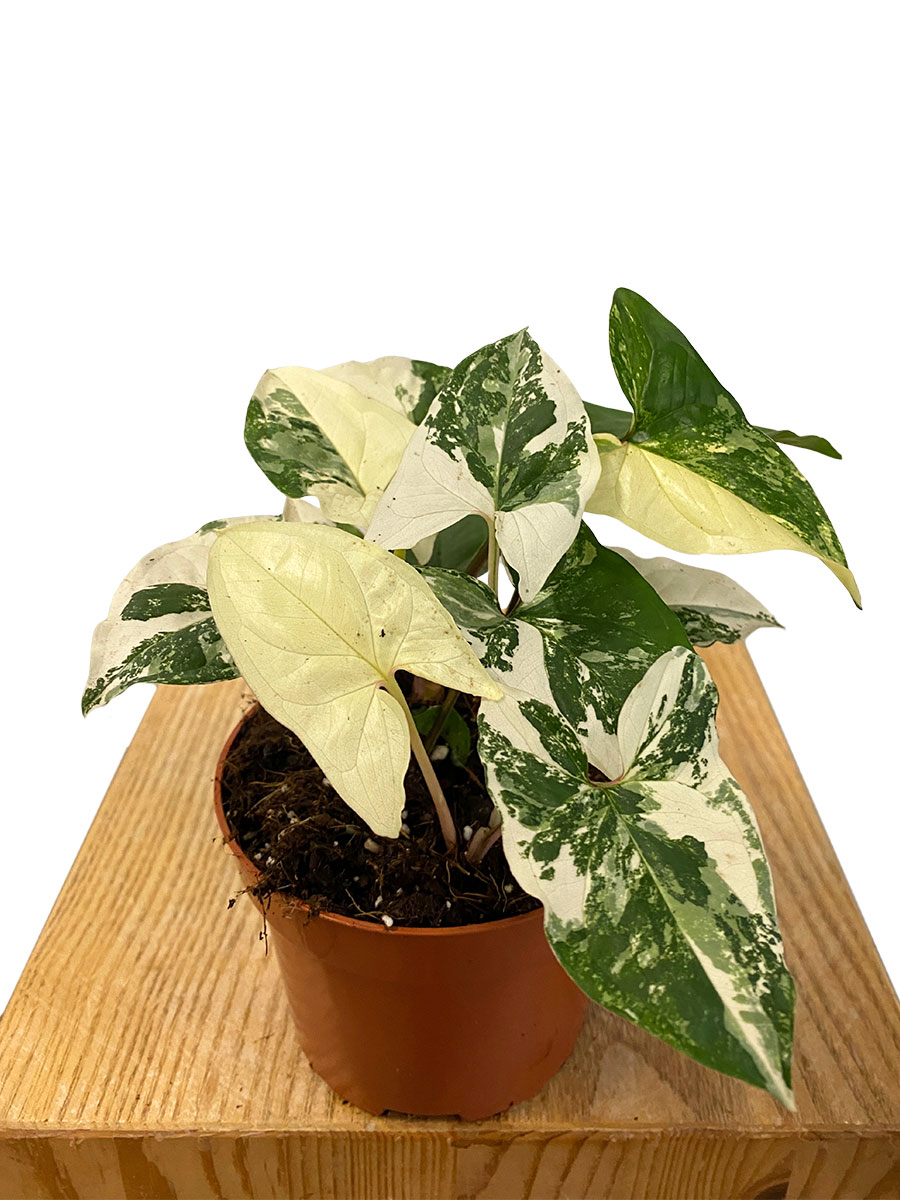 Syngonium Albo Variegata