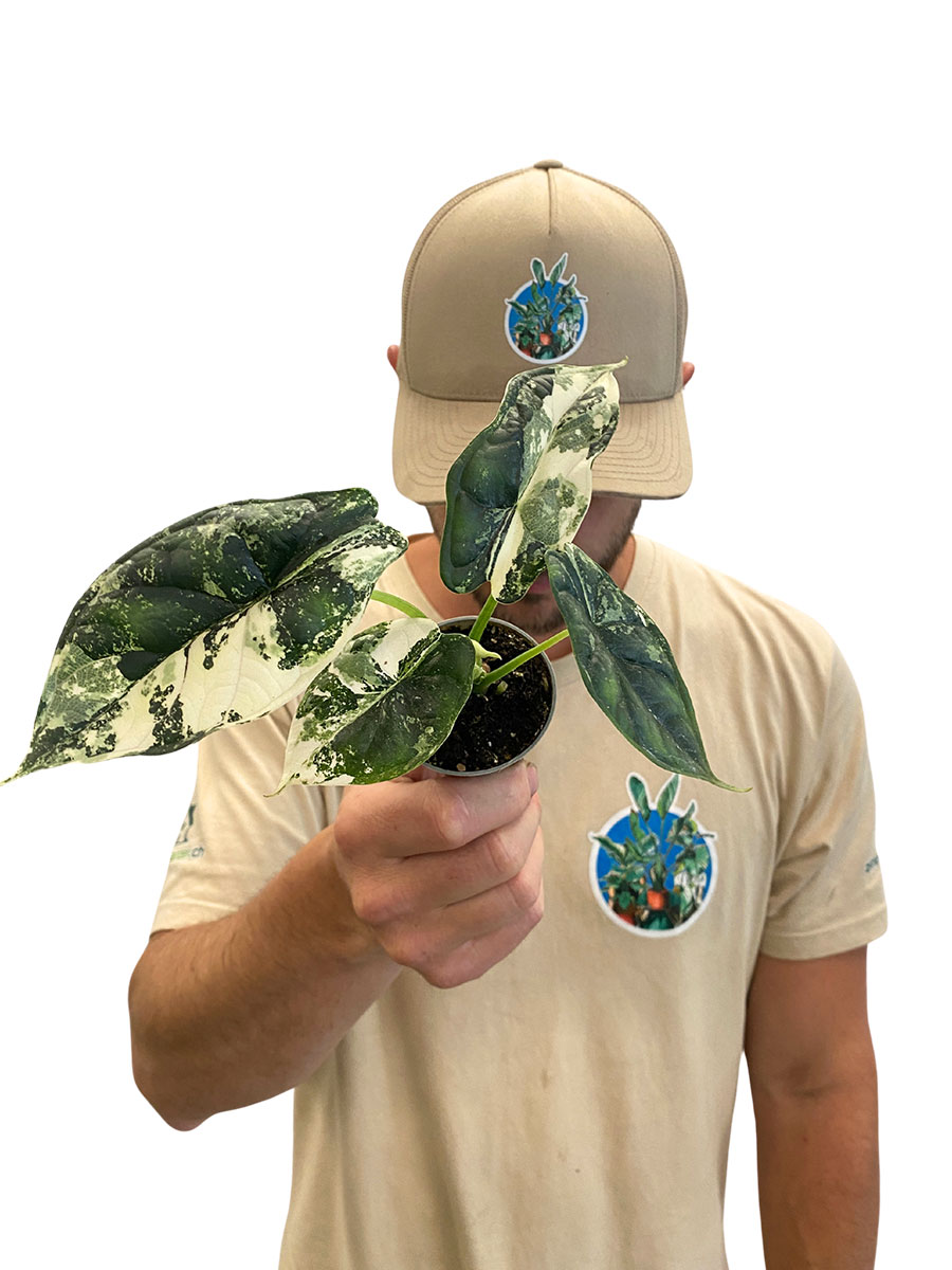 Baby Alocasia Dragon Scale Variegata