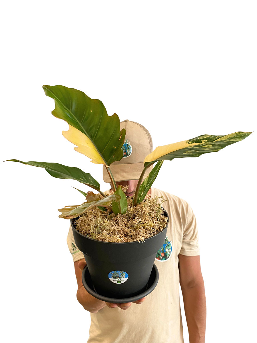 Philodendron Caramel Marble