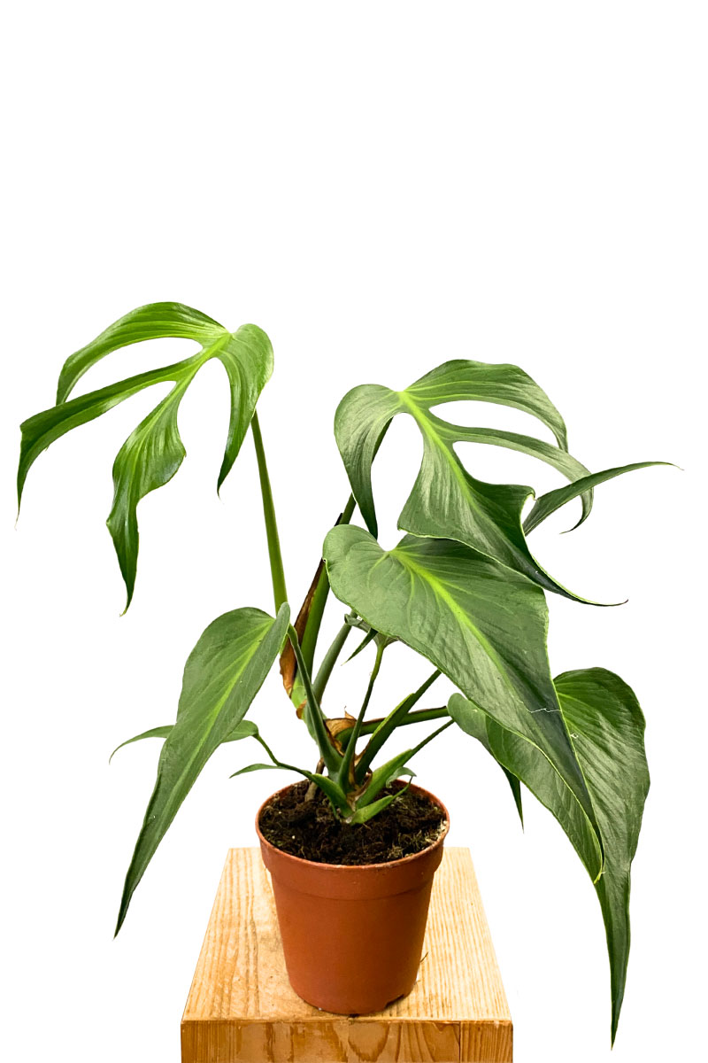 Monstera Burle Marx Flame