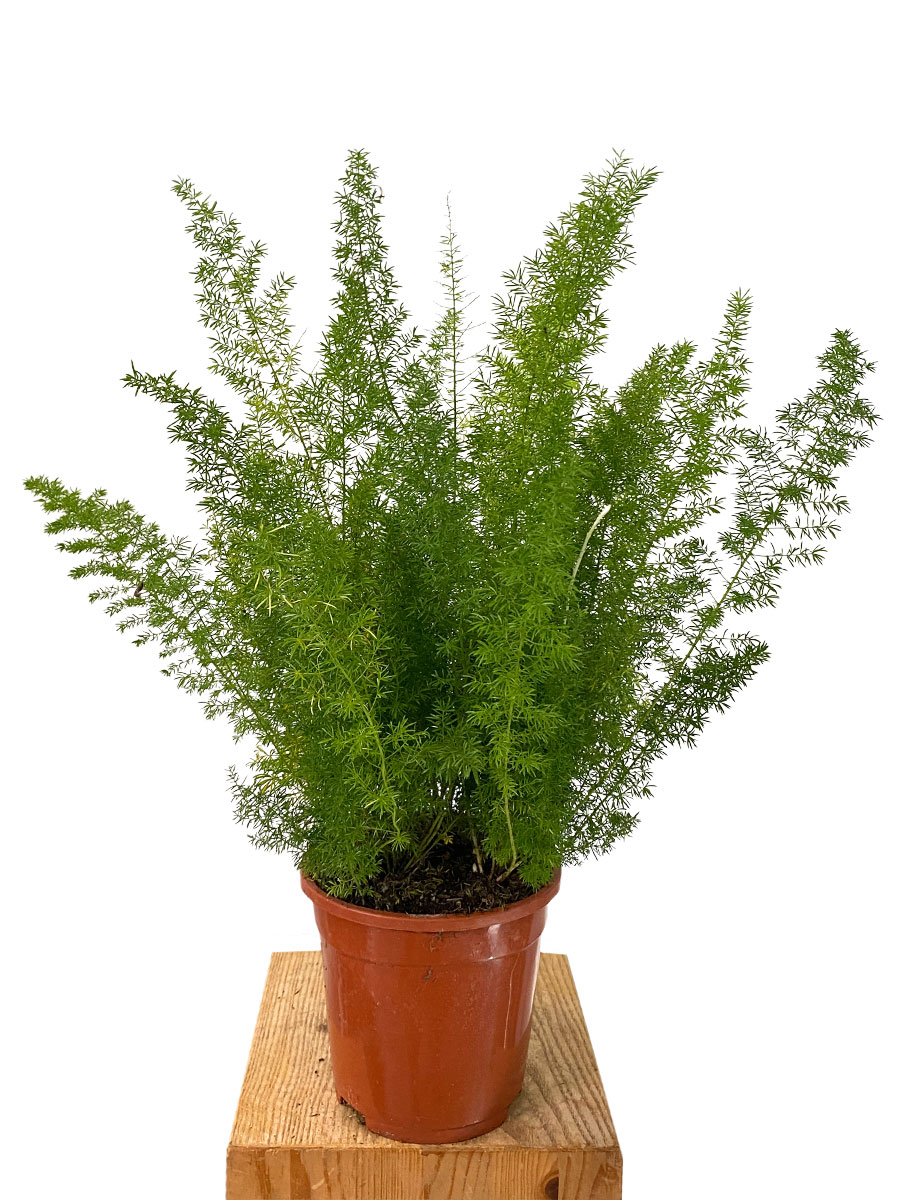 Asparagus densiflorus meyeri