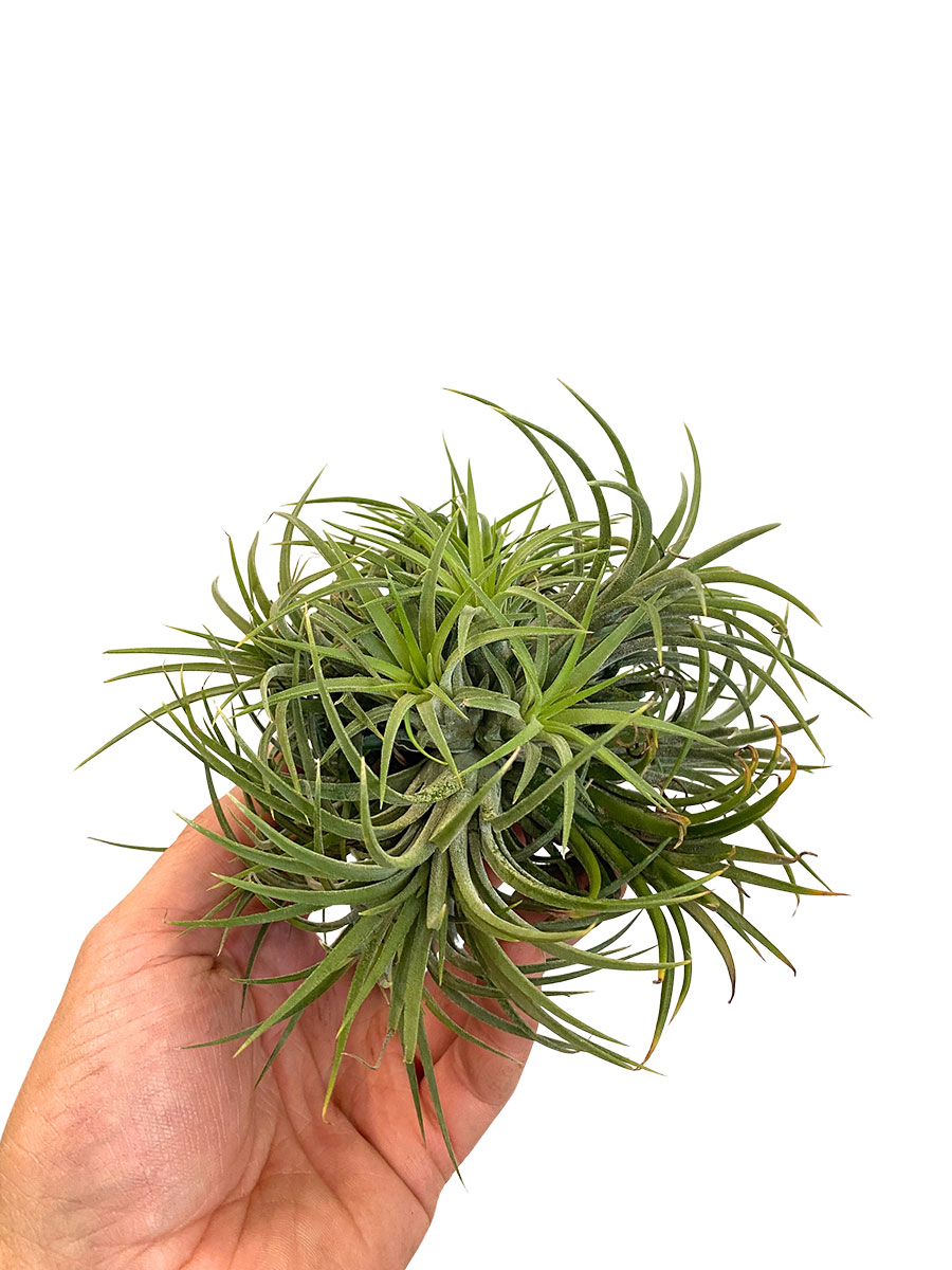 Tillandsia Ionantha Clumb