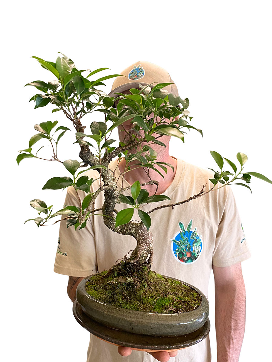Bonsai - Chinesische Feige