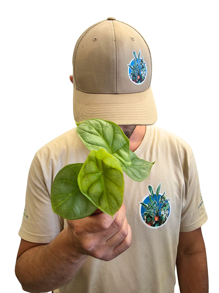 Baby Alocasia Dragon Gold