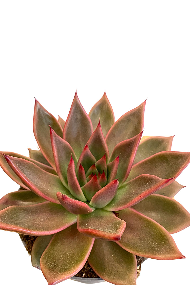 Echeveria Antaris