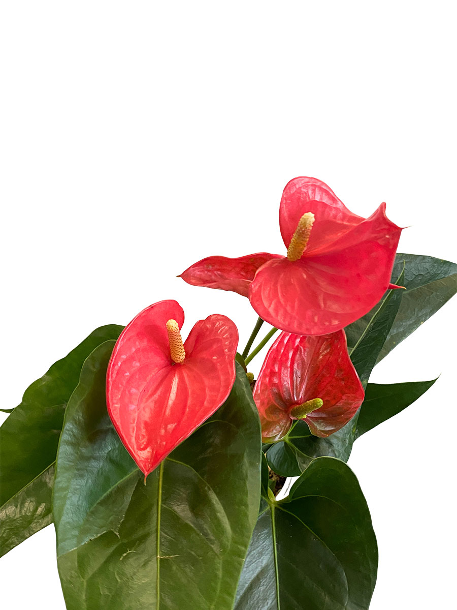 Anthurium Maine