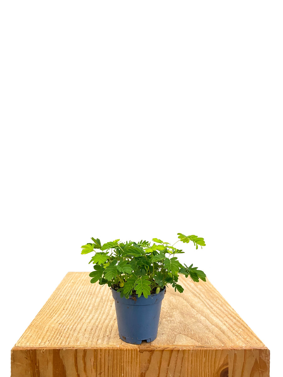 Baby Echte Mimose Mimosa Pudica