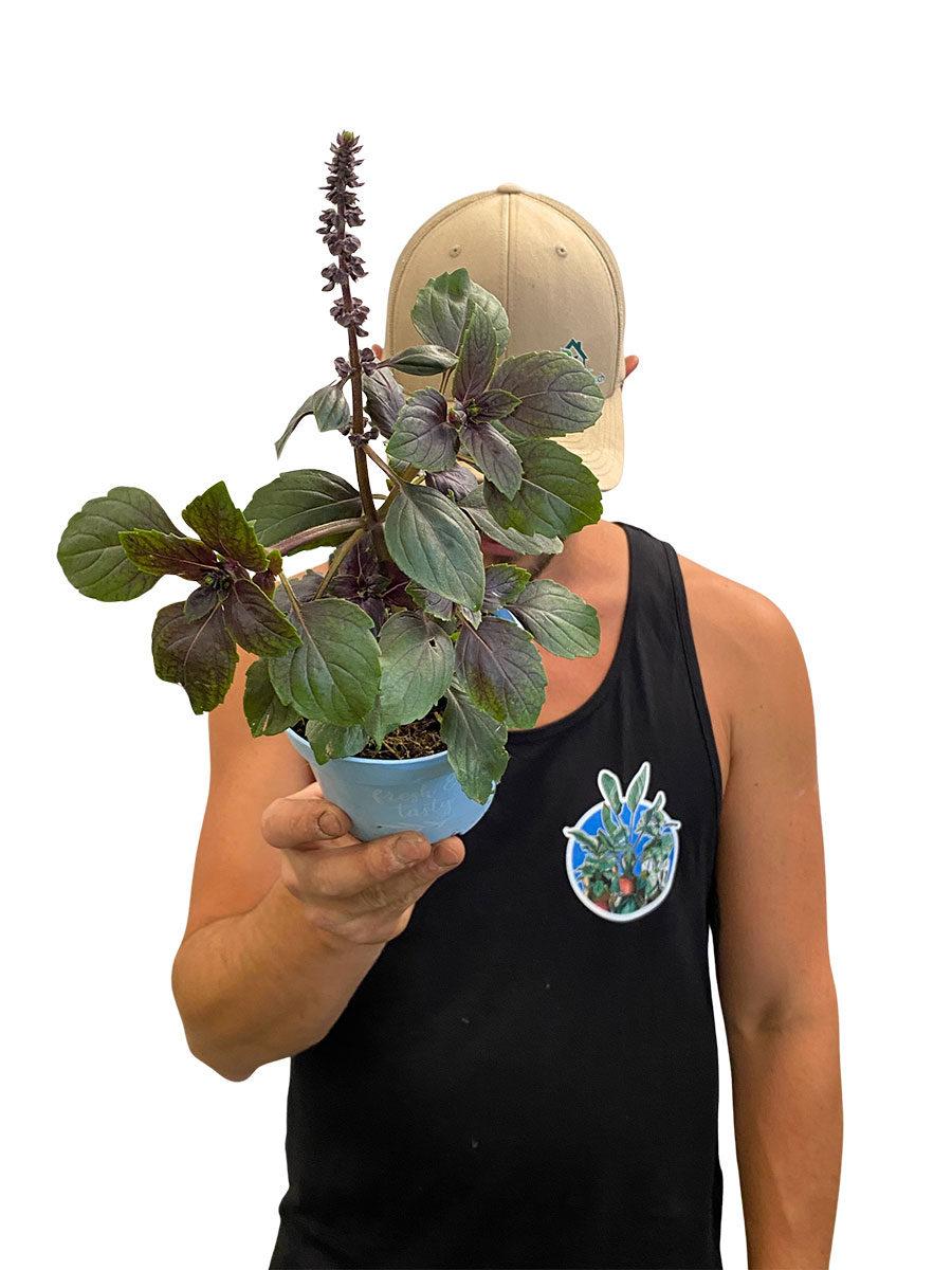 Strauchbasilikum African Blue