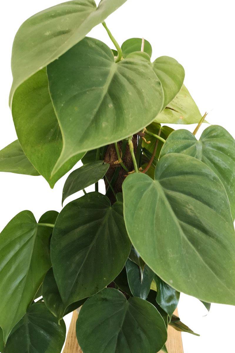 Philodendron Scandens Moosstab