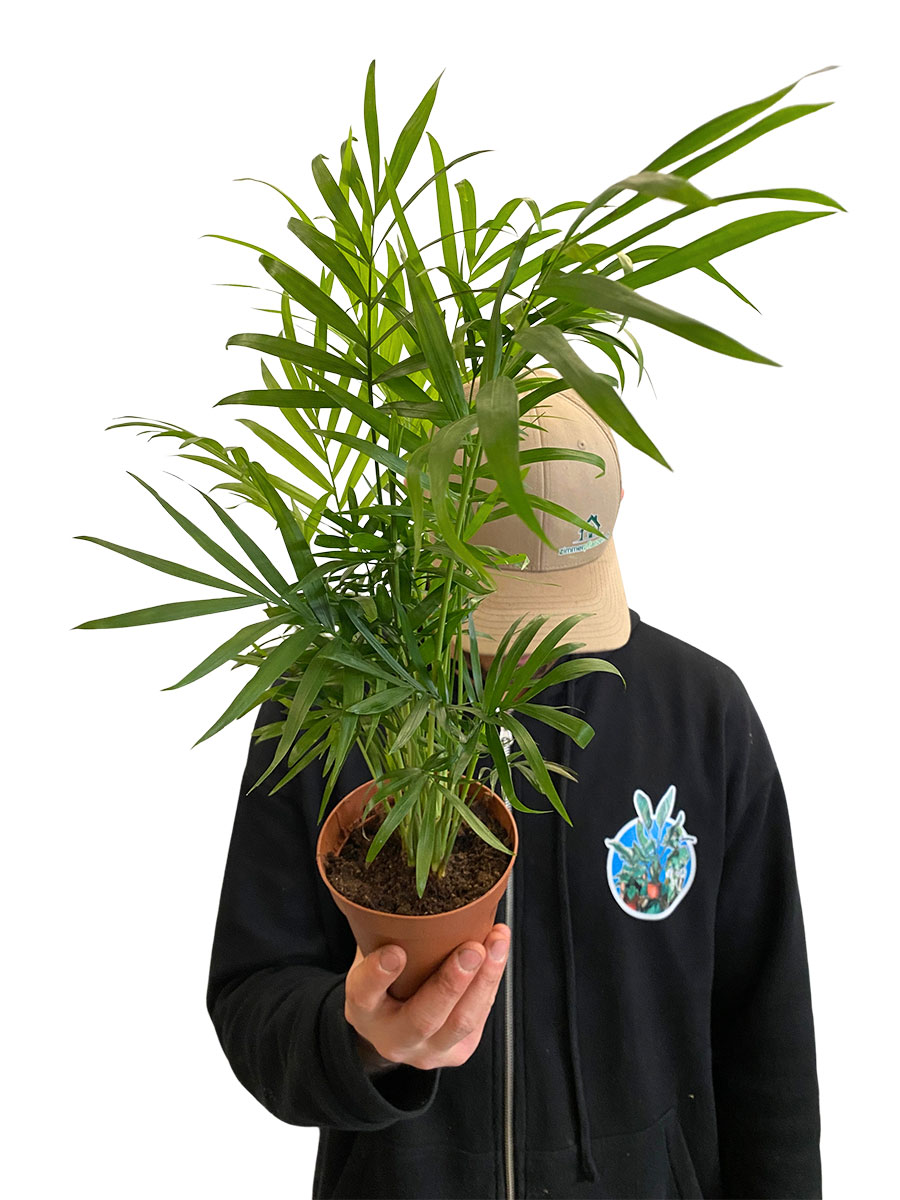 Bergpalme Klein - Chamaedorea Elegans