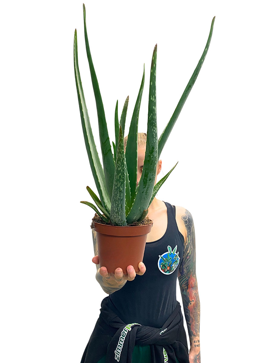 Echte Aloe Vera Bio mittel 40-50cm