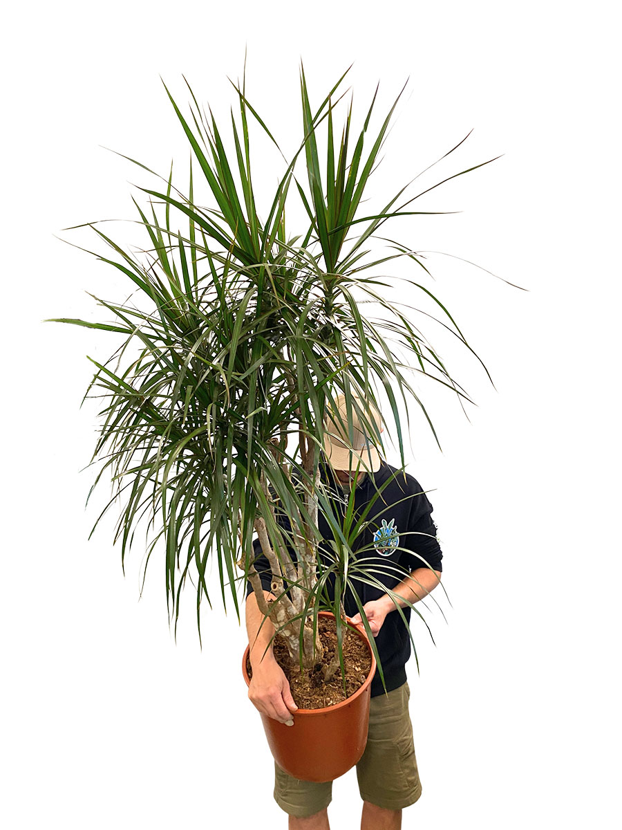 Dracaena Marginata Verzweigt