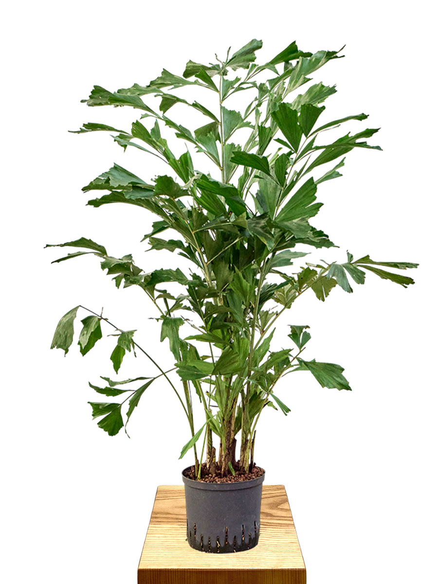 Hydro - Fischschwanzpalme Caryota Mitis 