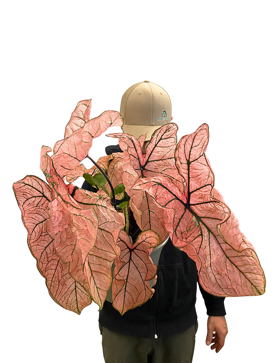 Caladium Spring Fling XL