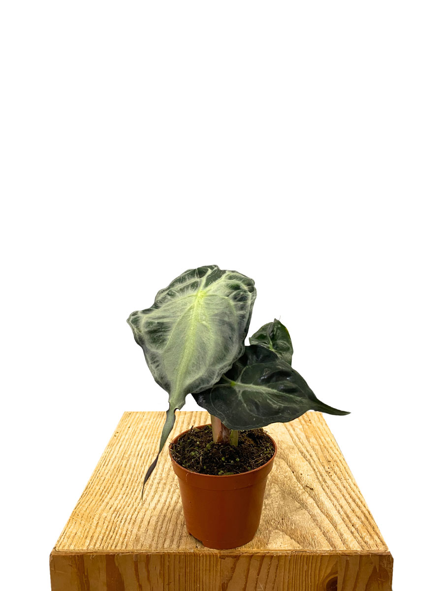 Alocasia Venom