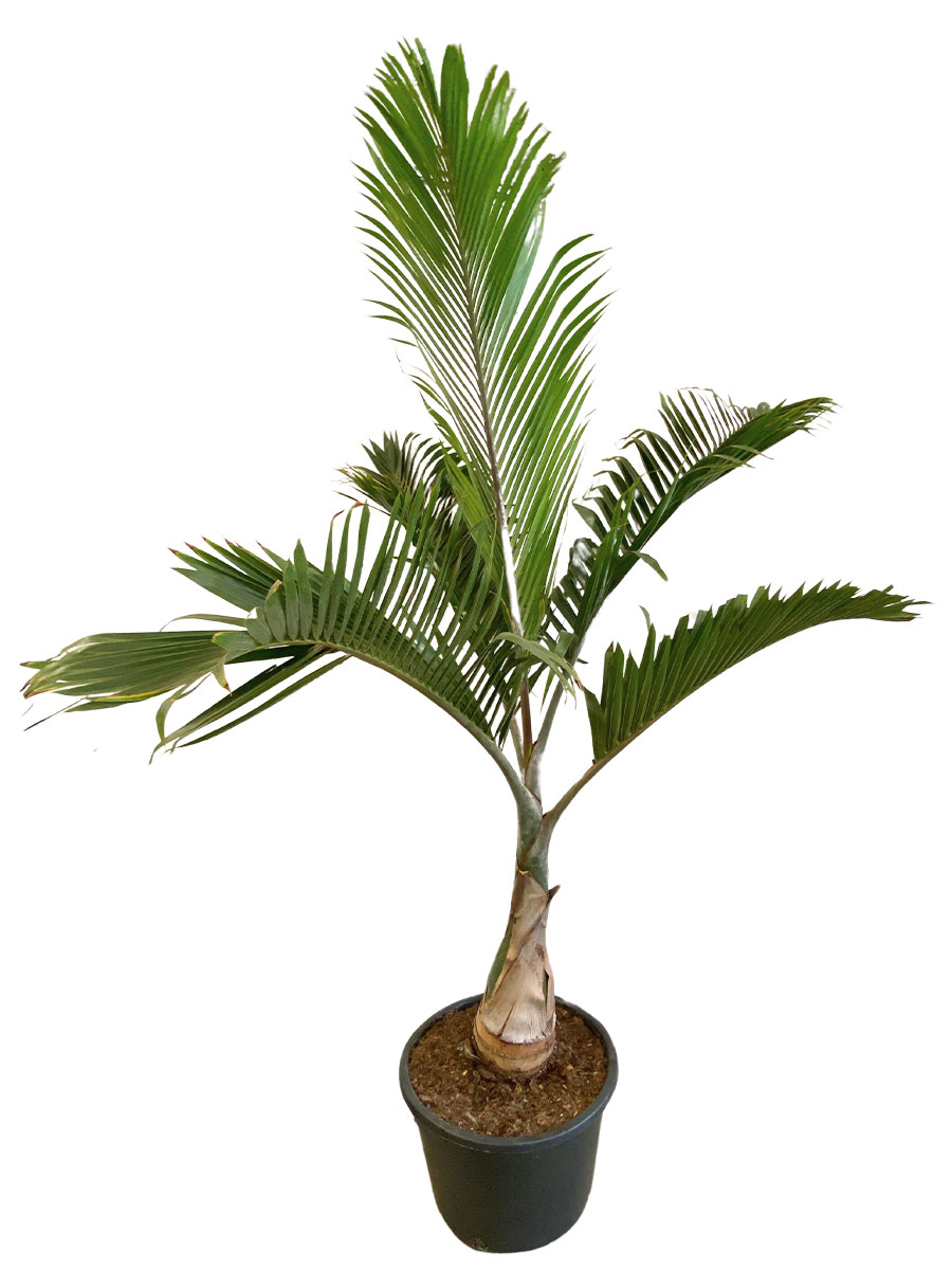 Betelnusspalme Areca catechu - Gross