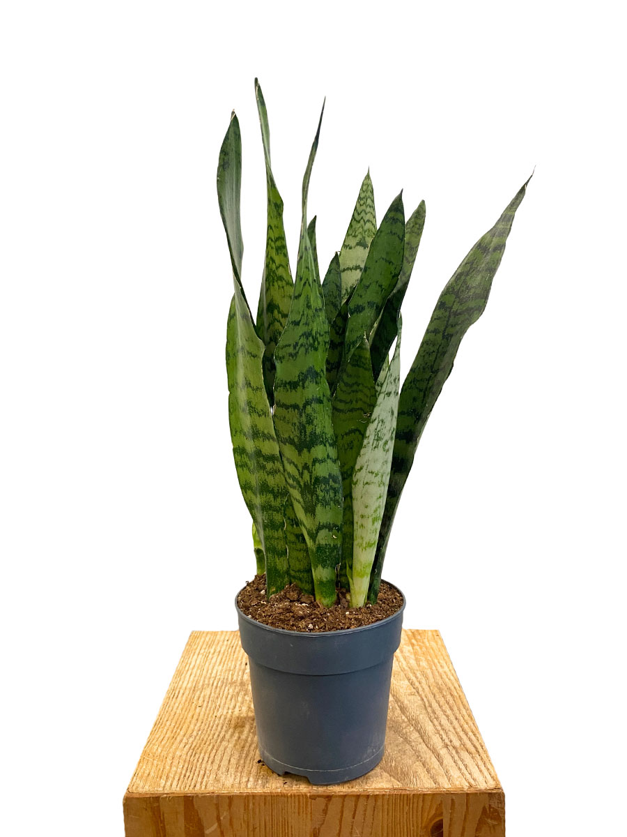 Bogenhanf Sansevieria Zeylanica - Ø12 cm