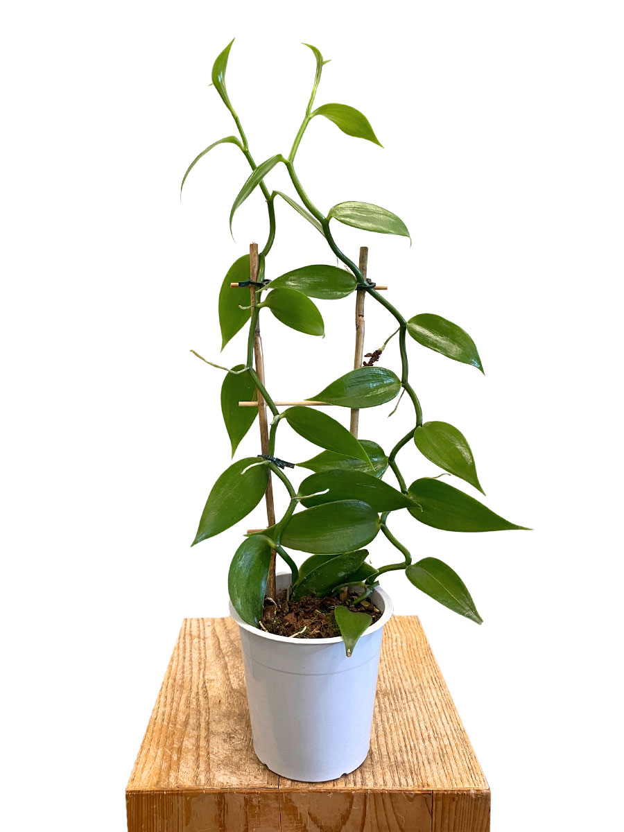 Vanilla Planifolia Orchidee