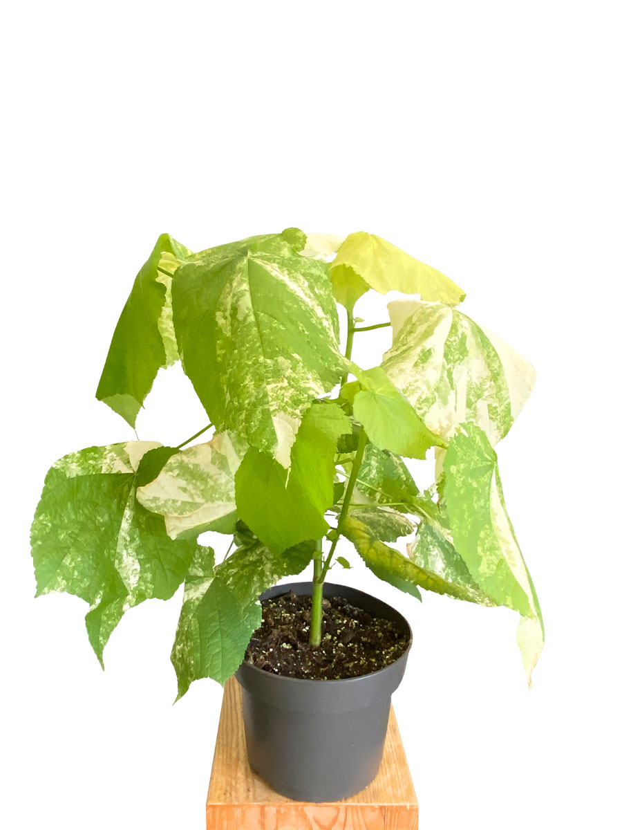 Zimmerlinde Sparmannia Africana Variegata