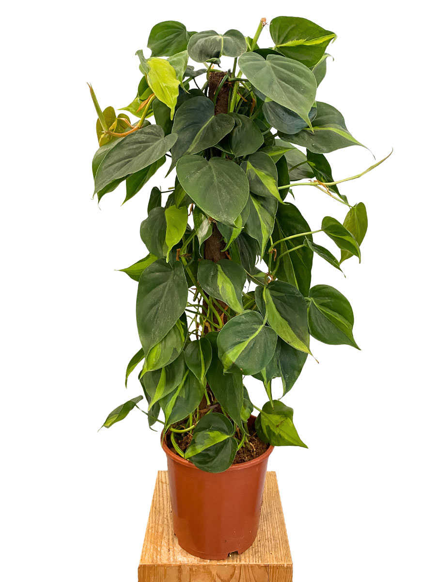 Philodendron Brasil Moosstab - Ø19 cm