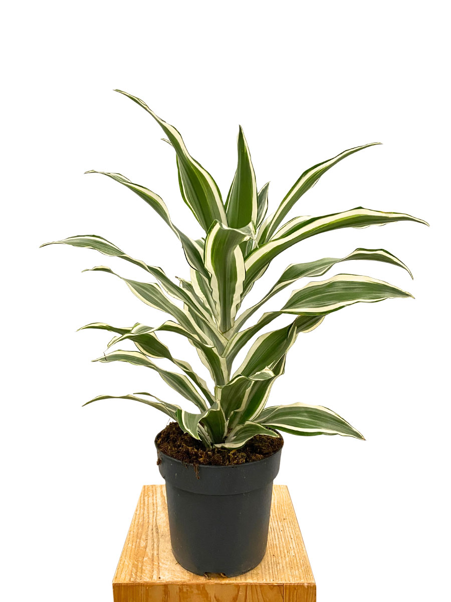 Dracaena White Jewel