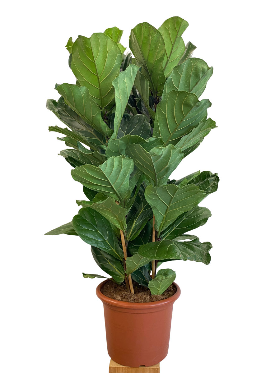 Geigenfeige Ficus lyrata Tuff - Gross