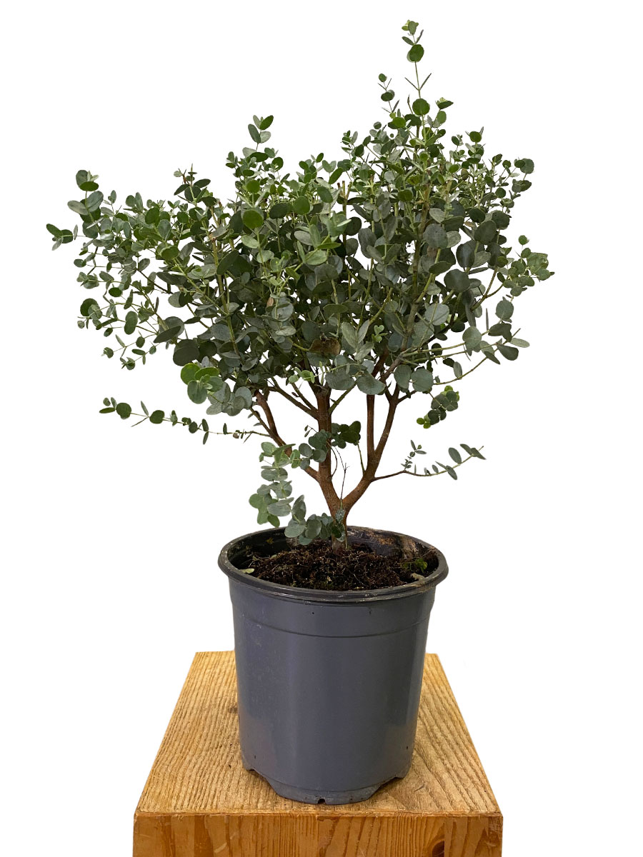 Eucalyptus Gunnii