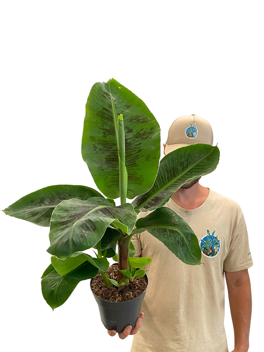 Zimmerbanane Musa Dwarf Cavendish Zimmerbanane Musa Dwarf Cavendish