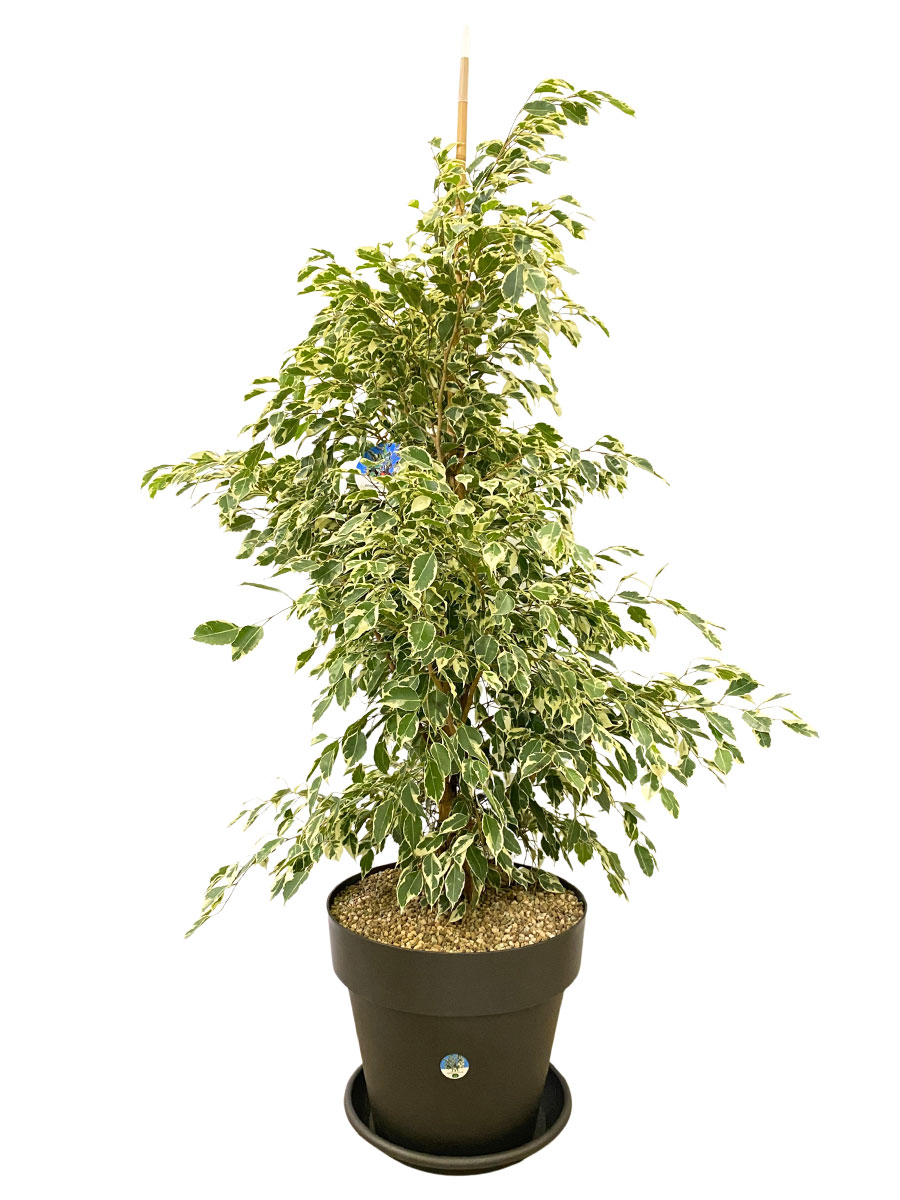 Ficus Benjamina Twilight