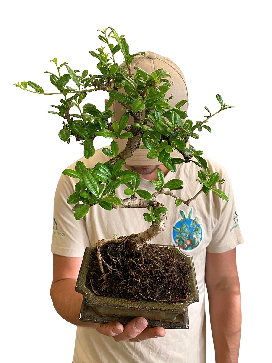 Bonsai Carmona Microphylla - Klein