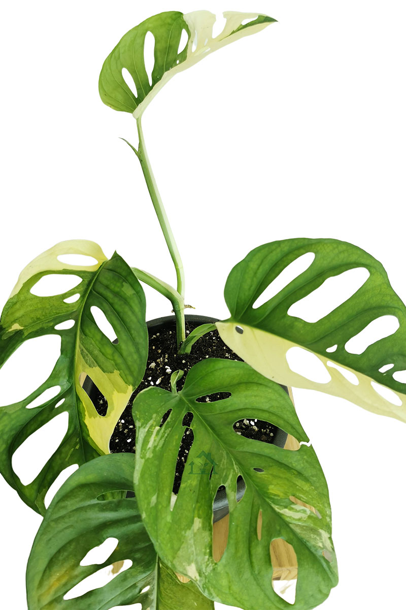 Monstera adansonii variegata (Originalpflanze)