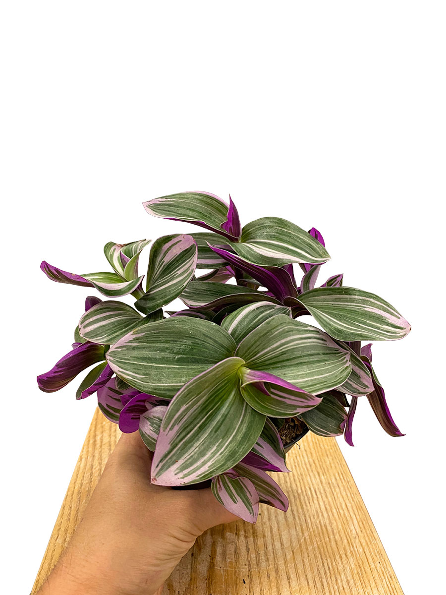 Tradescantia Nanouk