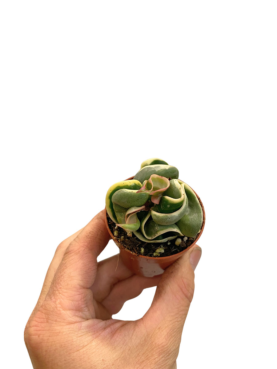 Hoya Compacta Variegata