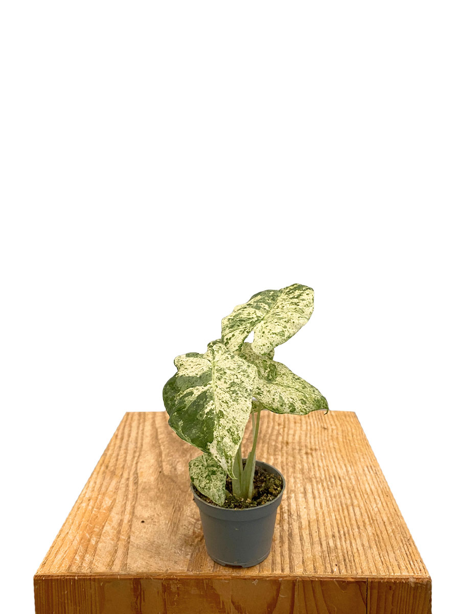 Baby Alocasia Odora Variegata