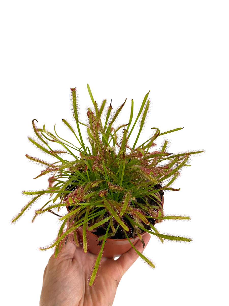 Sonnentau Drosera Capensis - Gross