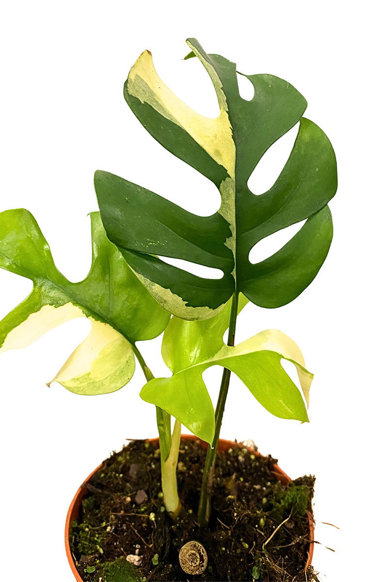 Monstera Minima Variegata