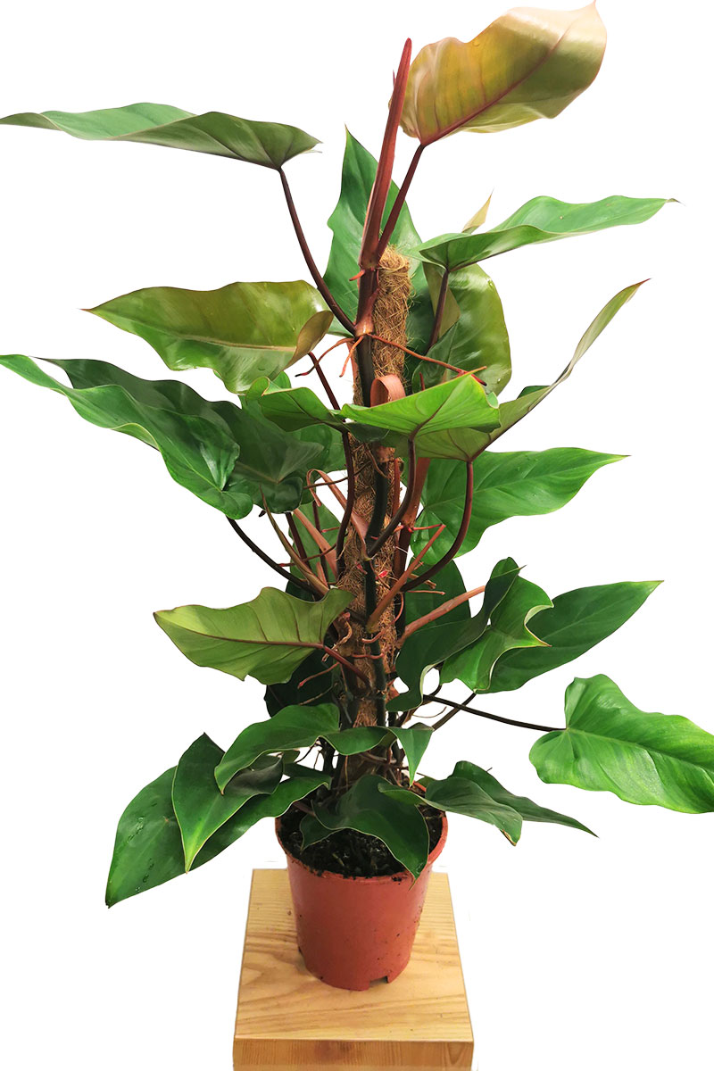 Philodendron Red Emerald 80-100cm