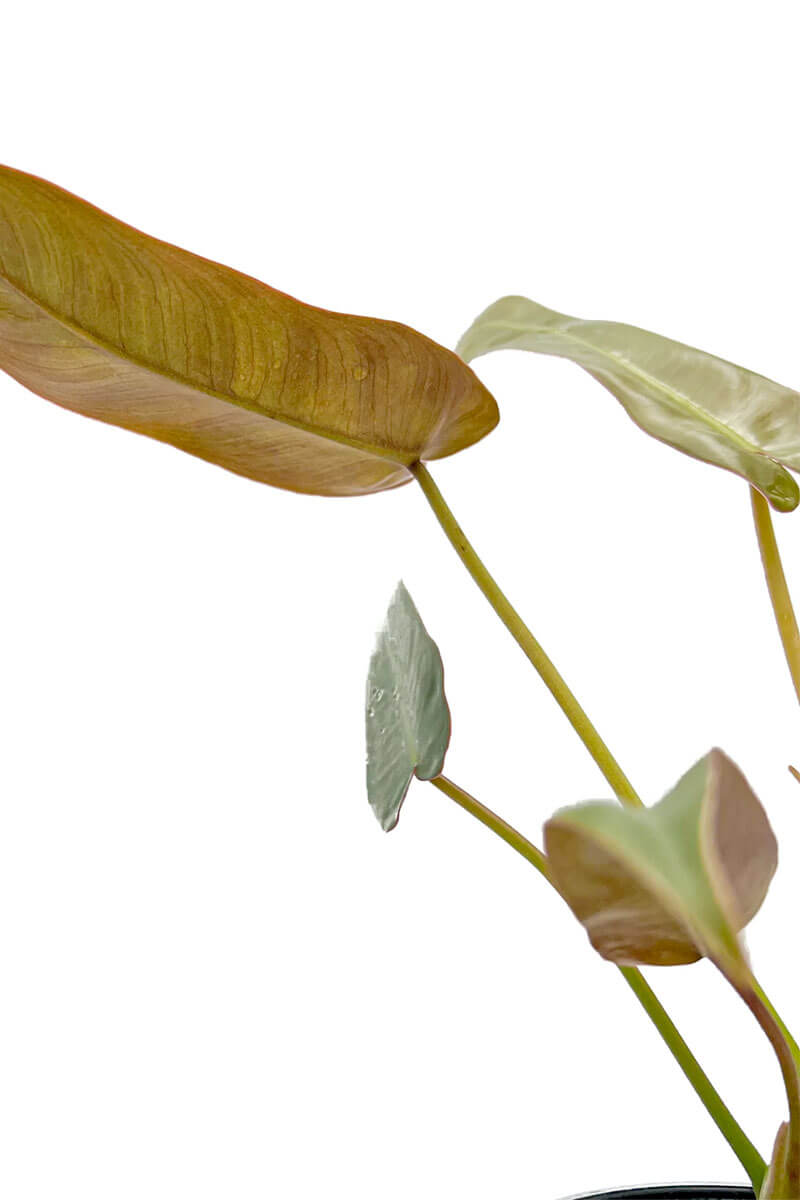 Neu - Philodendron atabapoense