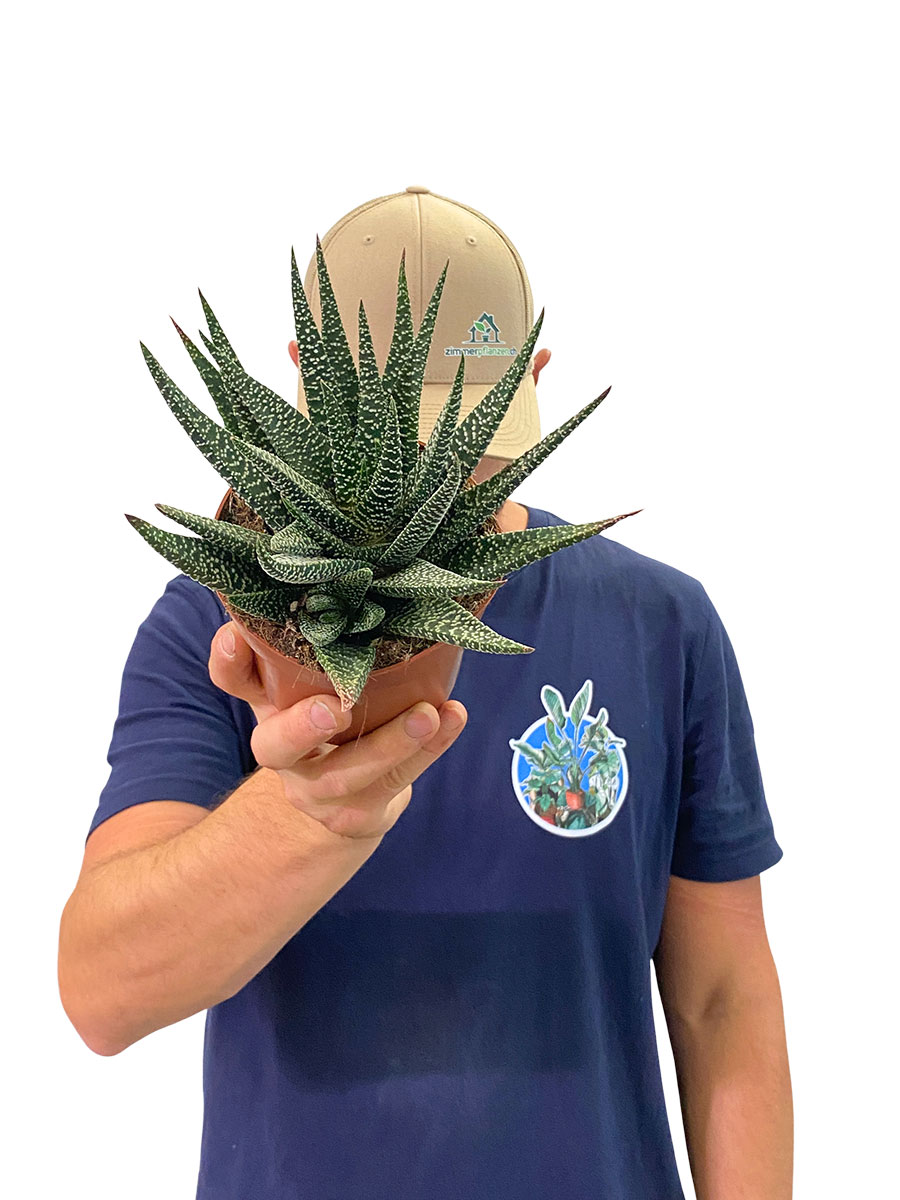Gasteria Flow Verrucosa
