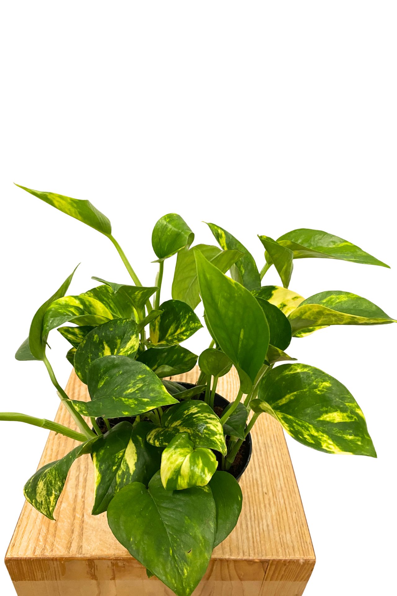 Goldene Efeutute Epipremnum Aureum Goldene Efeutute Epipremnum Aureum