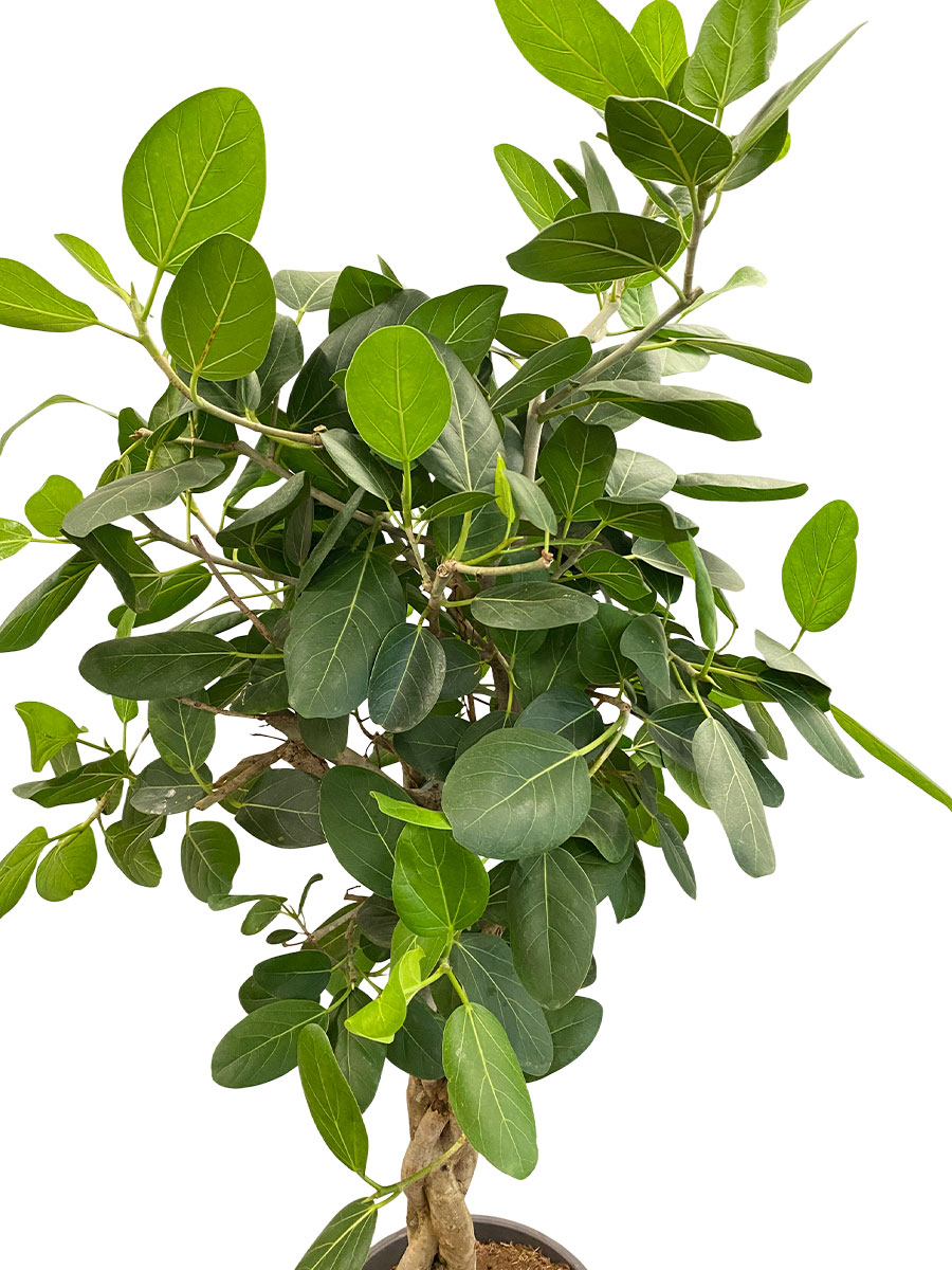 Ficus Benghalensis Audrey Geflochten Stamm