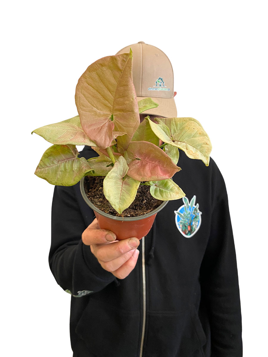Syngonium Neon