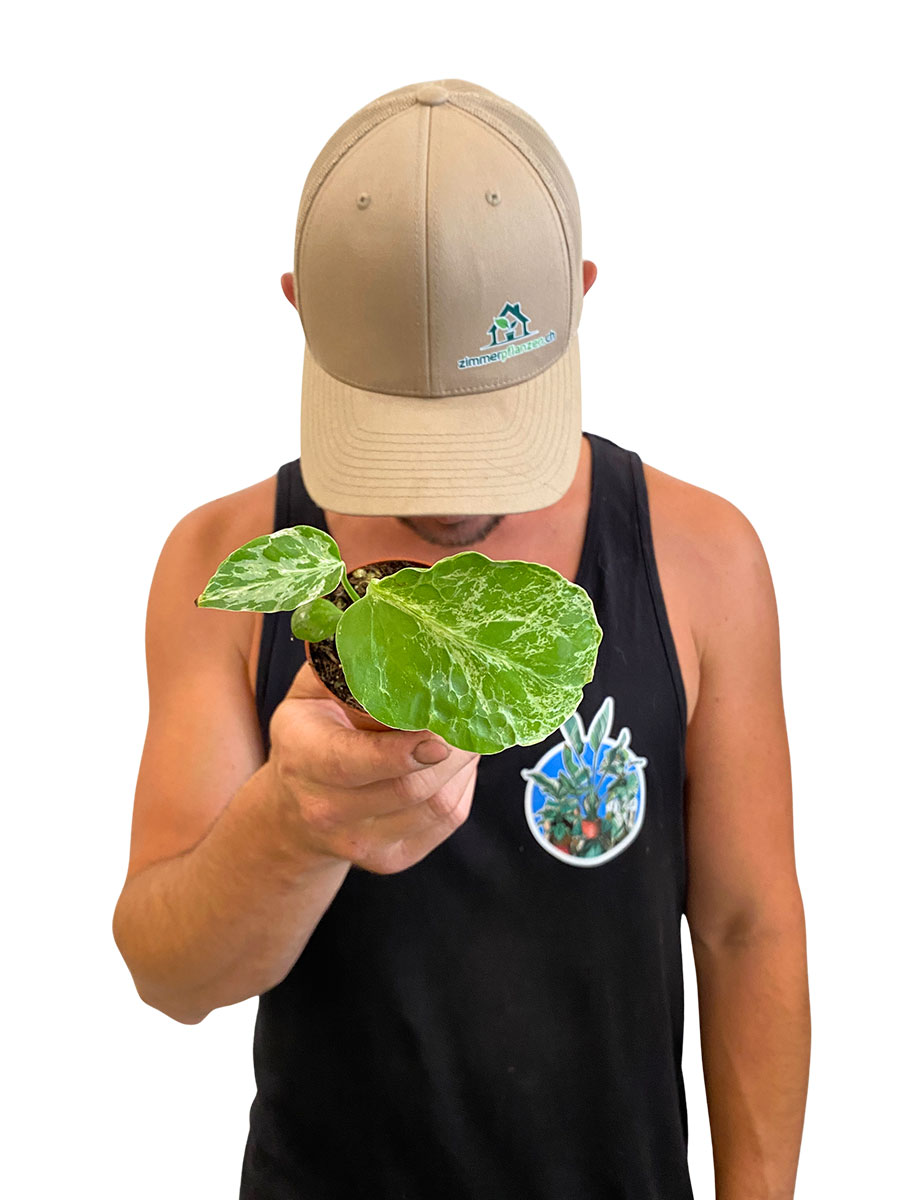 Baby Monstera Bulbasaur