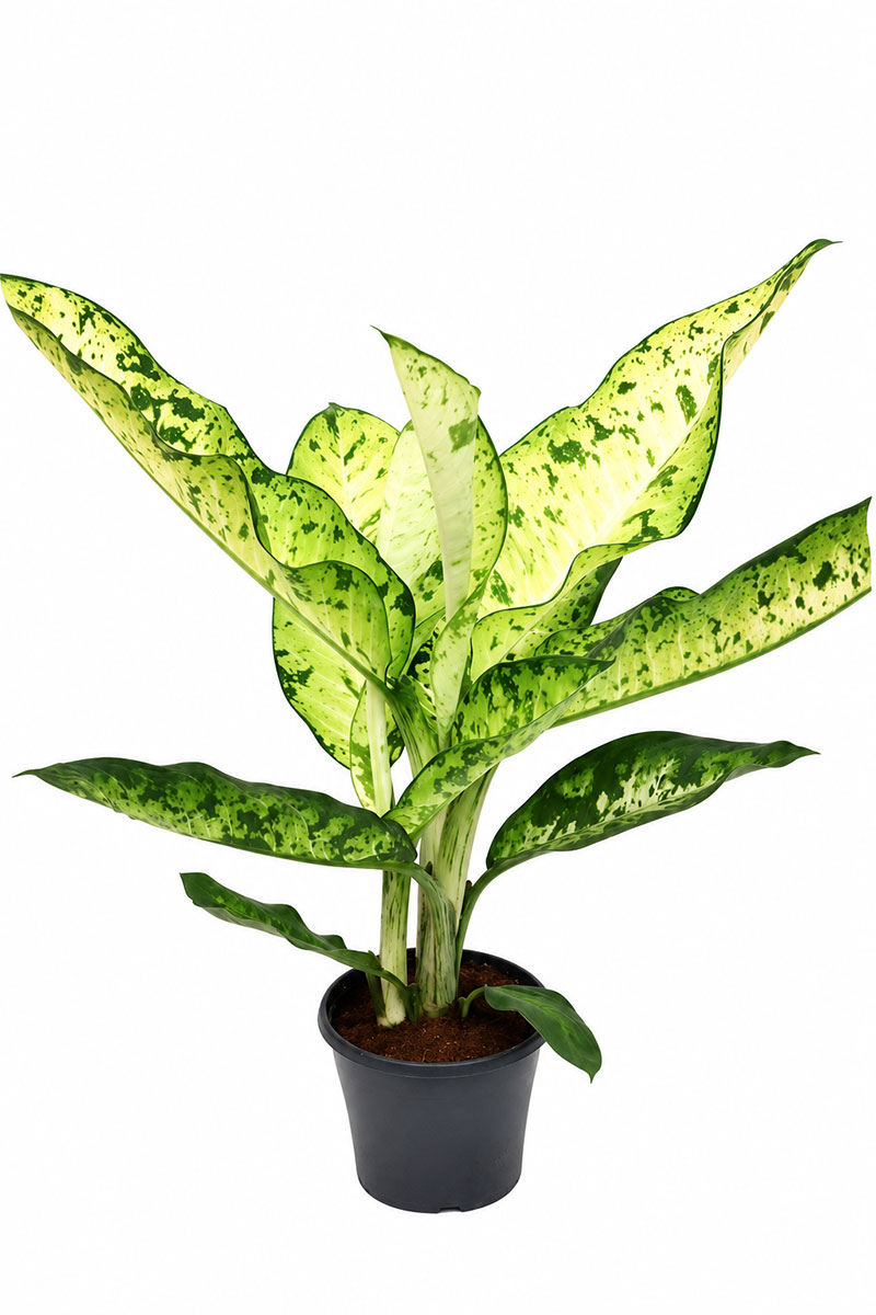 Dieffenbachie Dieffenbachia Banana
