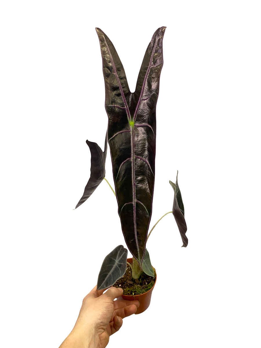 Alocasia Longiloba Purple