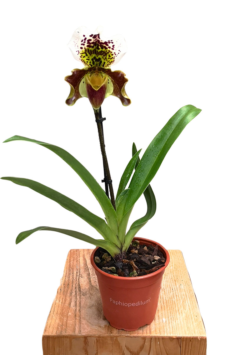 Frauenschuhorchidee Paphiopedilum USA